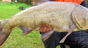 Carpa Cabeçuda